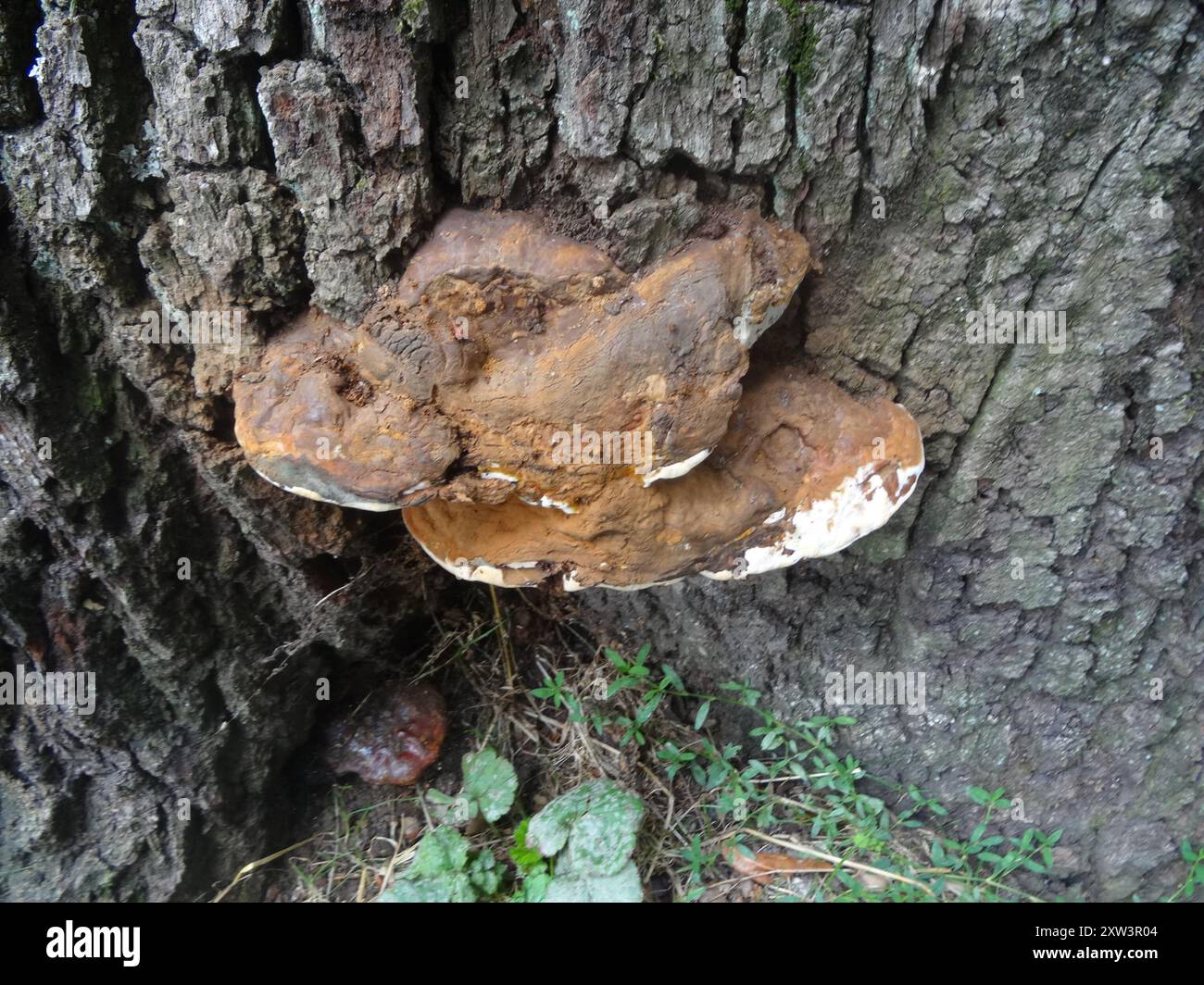 artist's bracket (Ganoderma applanatum) Fungi Stock Photo - Alamy