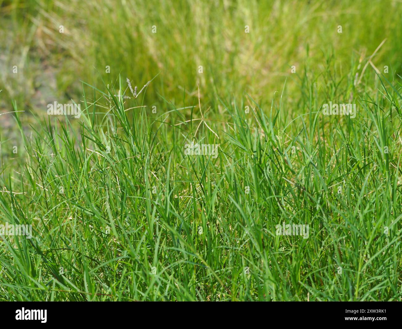 Bermuda grass (Cynodon dactylon) Plantae Stock Photo - Alamy