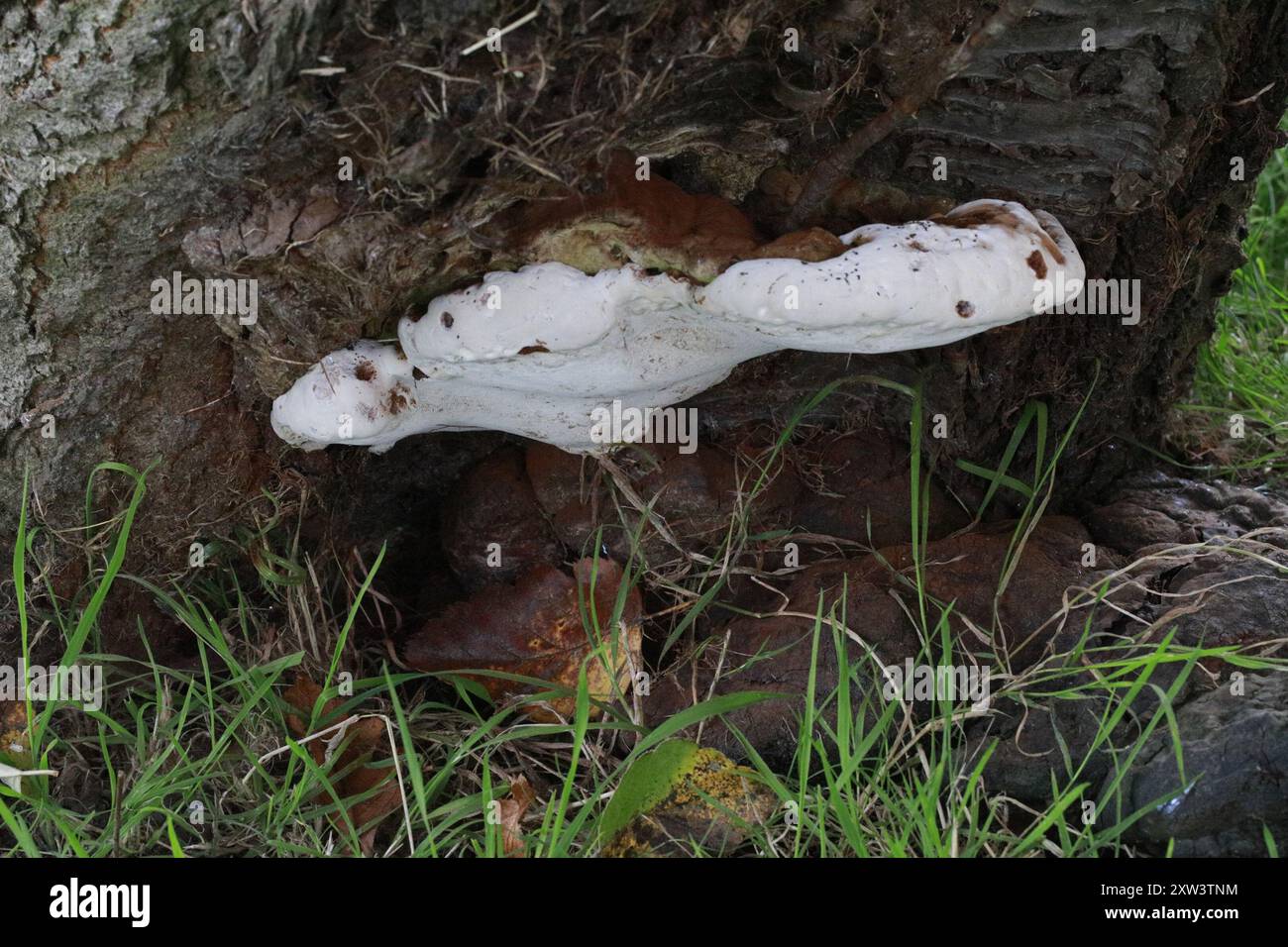 artist's bracket (Ganoderma applanatum) Fungi Stock Photo - Alamy