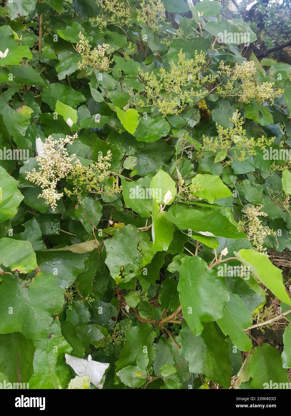 Rangiora (Brachyglottis repanda) Plantae Stock Photo - Alamy