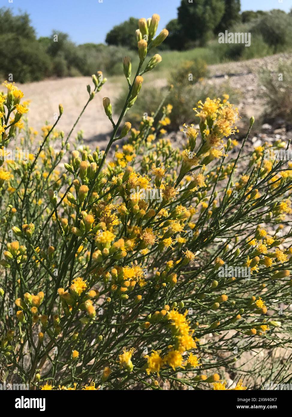 California Broomsage (Lepidospartum squamatum) Plantae Stock Photo - Alamy