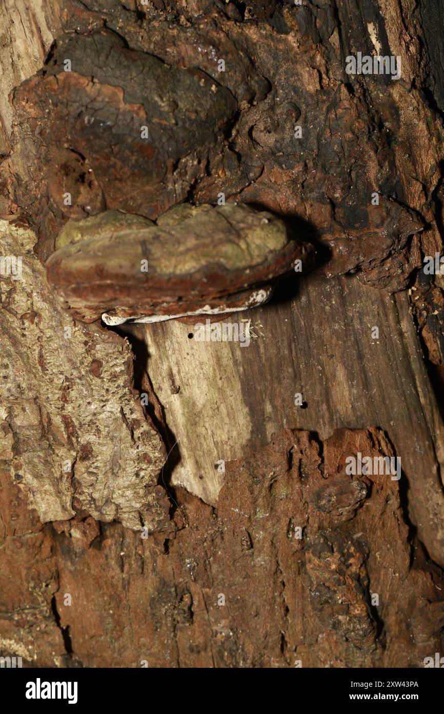 artist's bracket (Ganoderma applanatum) Fungi Stock Photo - Alamy