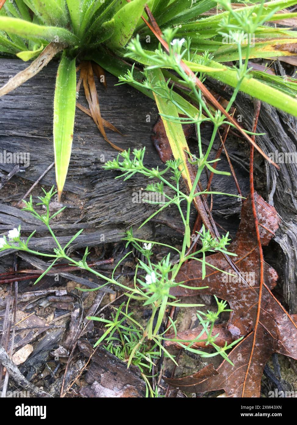 Rust Weed (Polypremum procumbens) Plantae Stock Photo - Alamy