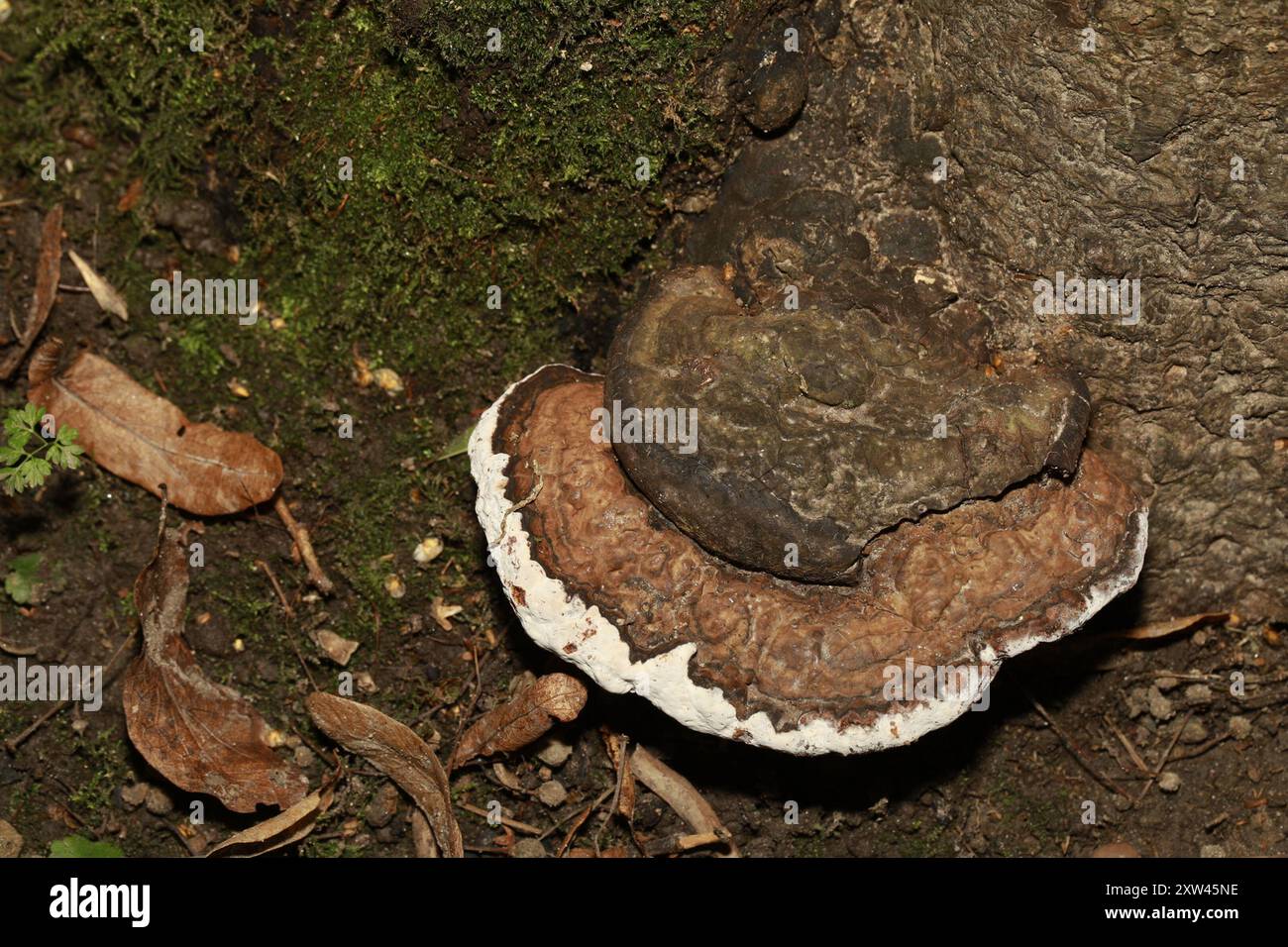 artist's bracket (Ganoderma applanatum) Fungi Stock Photo - Alamy