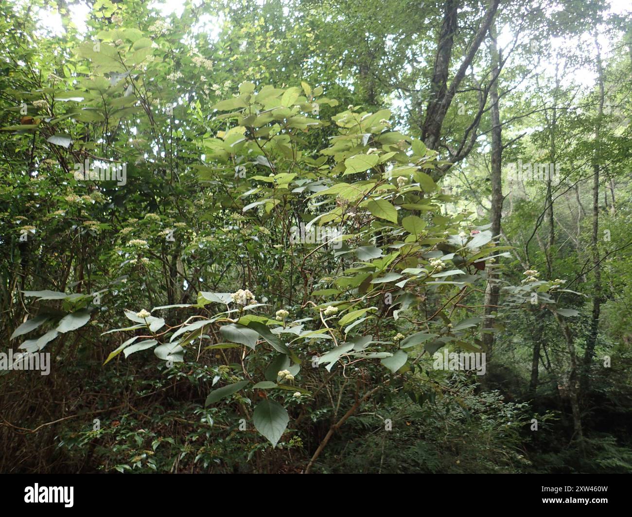 rough-leaved-hydrangea-hydrangea-aspera-plantae-stock-photo-alamy