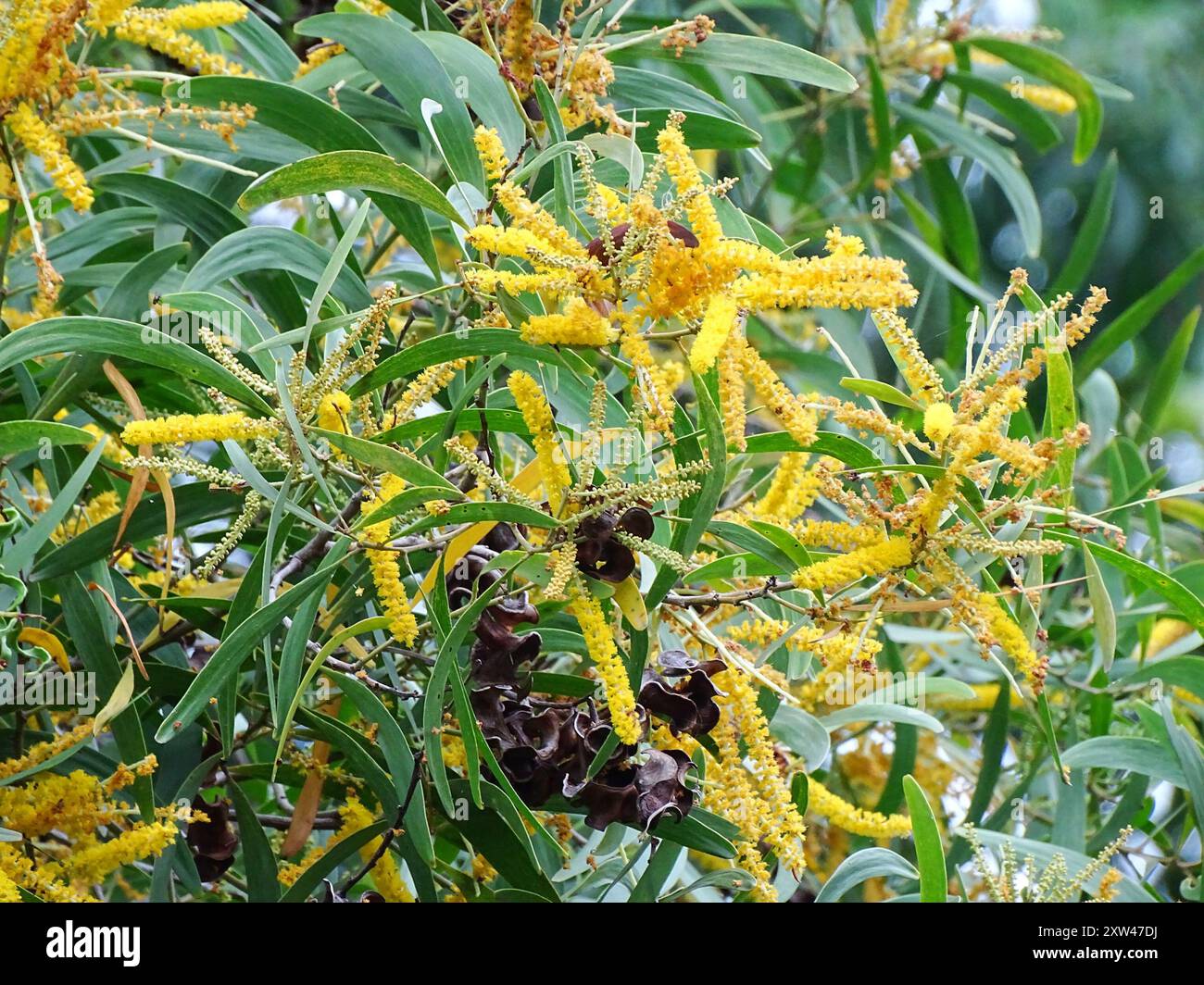 Earpod Wattle (Acacia auriculiformis) Plantae Stock Photo