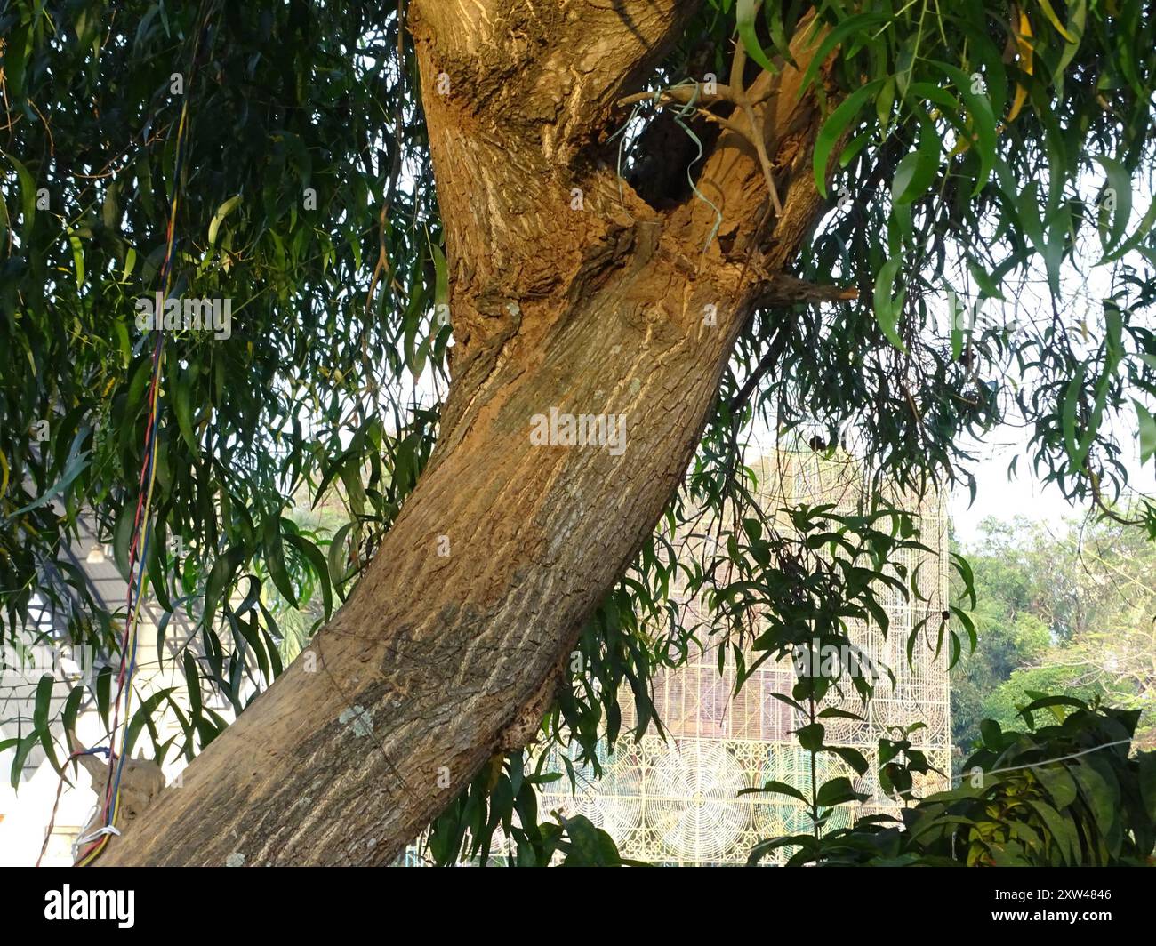 Earpod Wattle (Acacia auriculiformis) Plantae Stock Photo