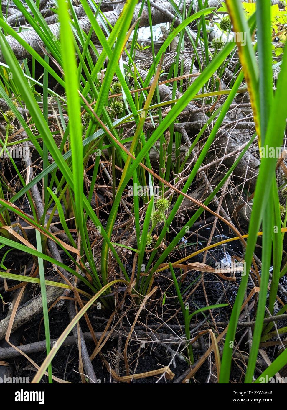 unbranched bur-reed (Sparganium emersum) Plantae Stock Photo