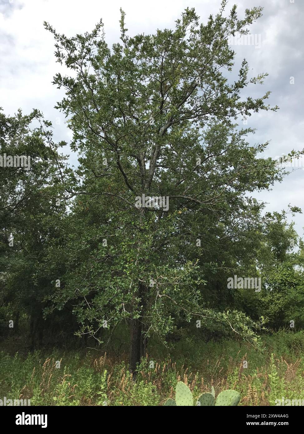 post oak (Quercus stellata) Plantae Stock Photo - Alamy