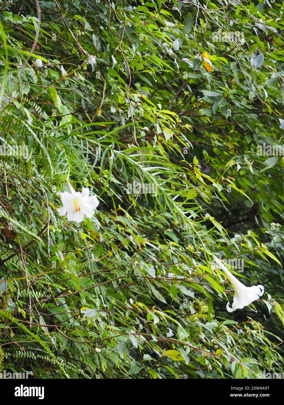 Formosa lily (Lilium formosanum) Plantae Stock Photo