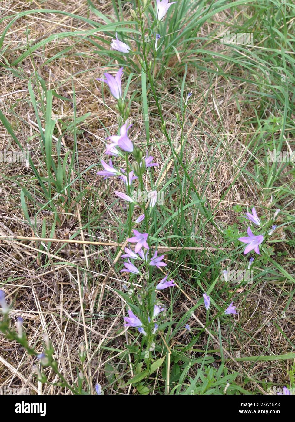 Rampion (Campanula rapunculus) Plantae Stock Photo - Alamy