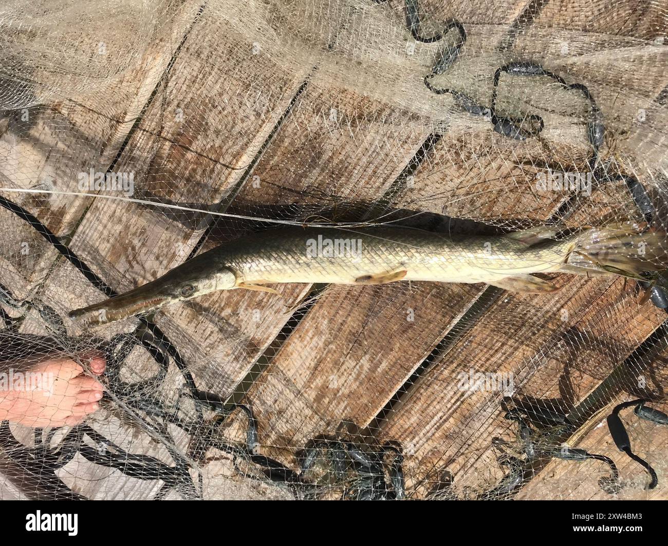 Spotted Gar (Lepisosteus oculatus) Actinopterygii Stock Photo - Alamy