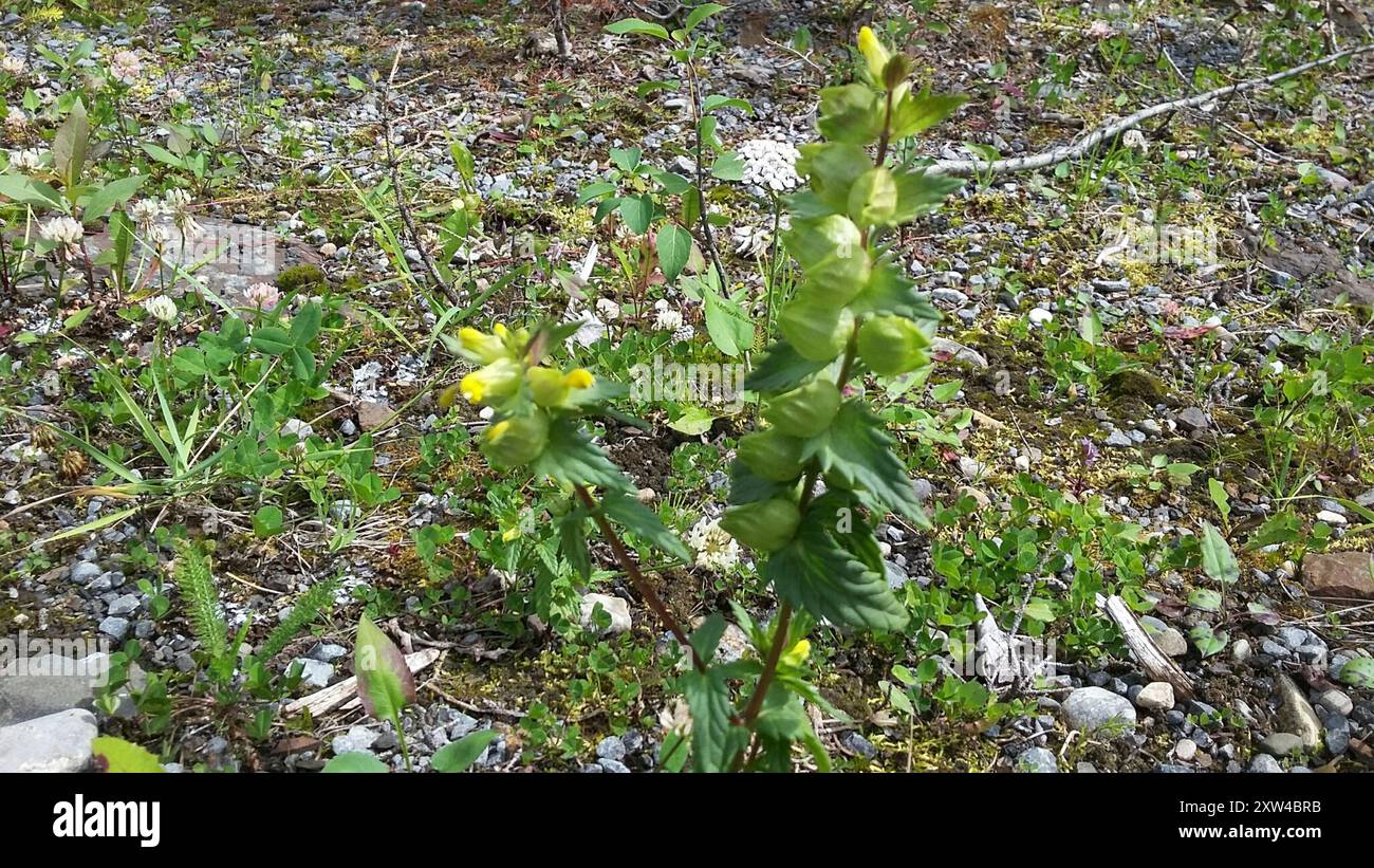 Little Yellow Rattle (Rhinanthus groenlandicus) Plantae Stock Photo - Alamy