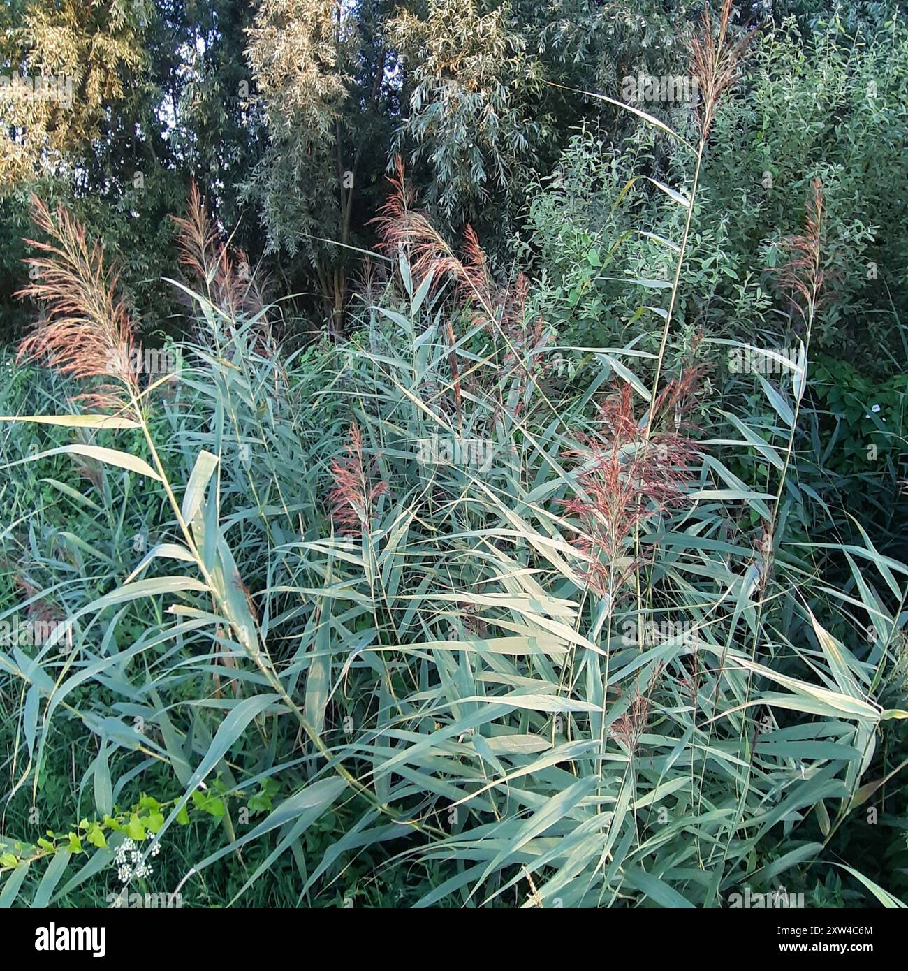 common reed (Phragmites australis) Plantae Stock Photo - Alamy