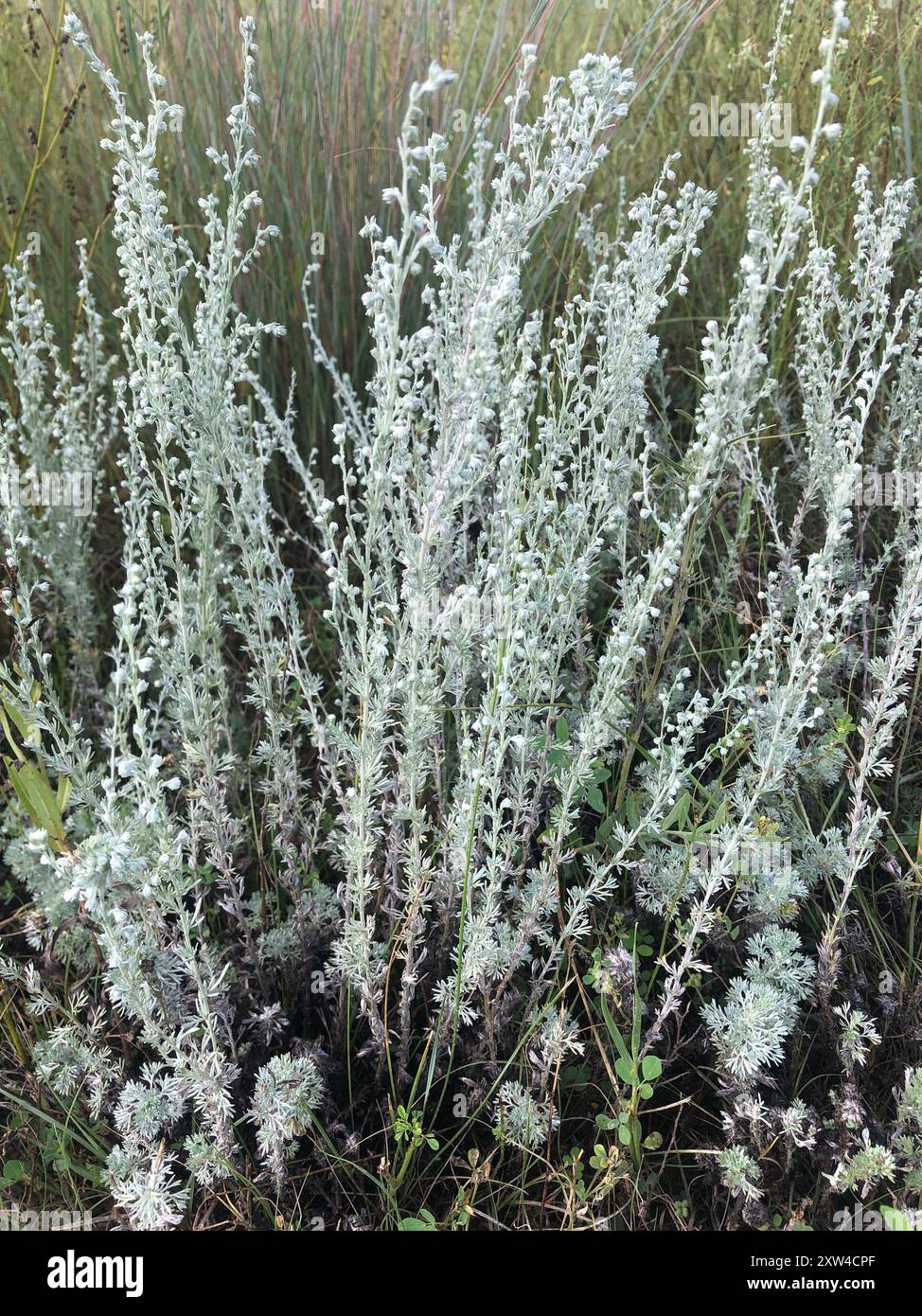 fringed cowboy boots uk