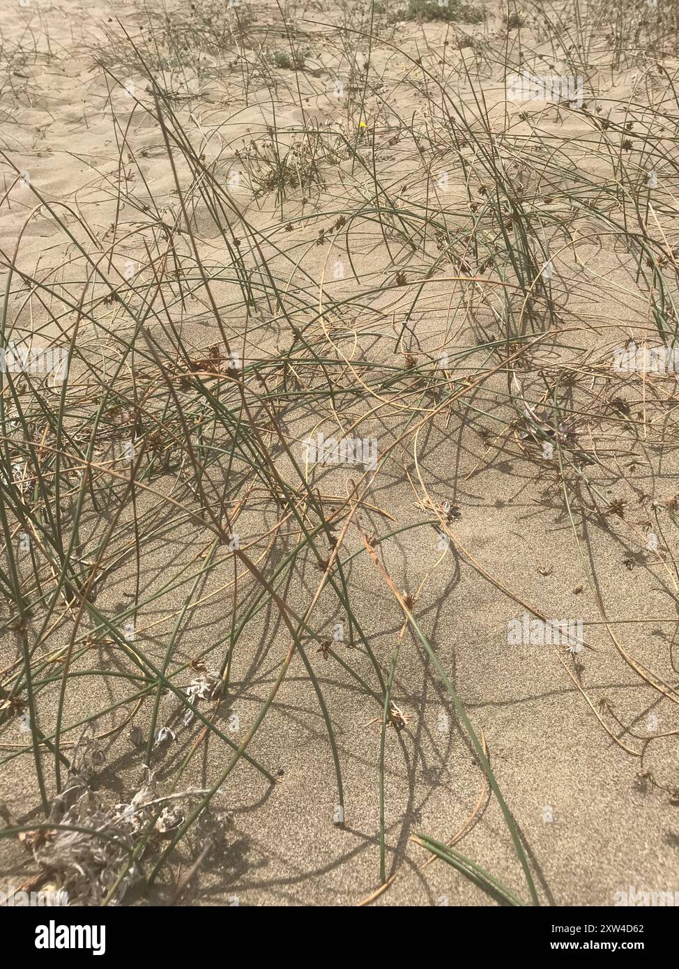 Baltic Rush (Juncus balticus): Si Penghuni Rawa yang Tangguh dan Bermanfaat