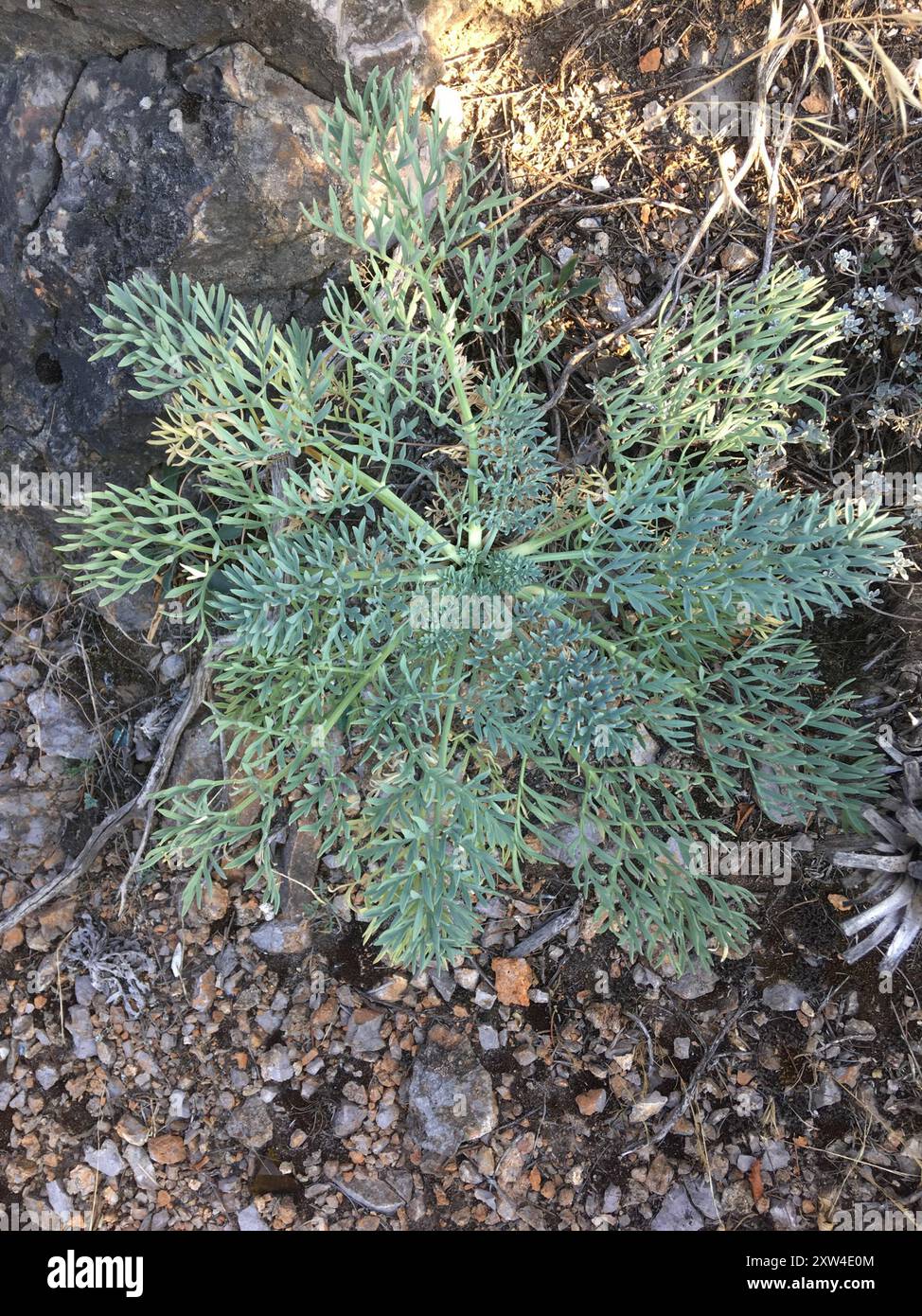 Seseli Seseli gummiferum hi-res stock photography and images - Alamy