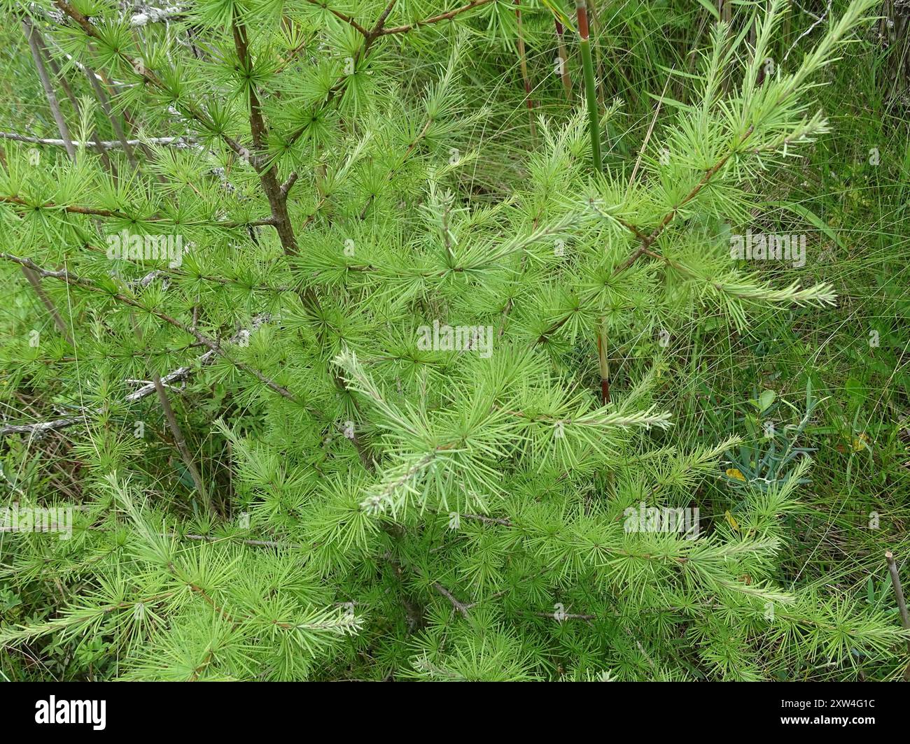 tamarack (Larix laricina) Plantae Stock Photo - Alamy