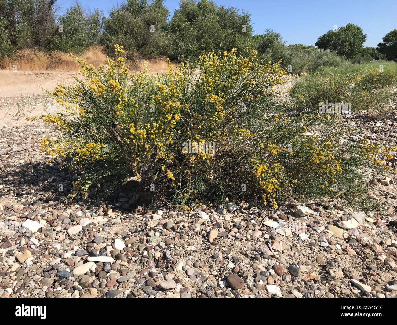 California broomsage hi-res stock photography and images - Alamy