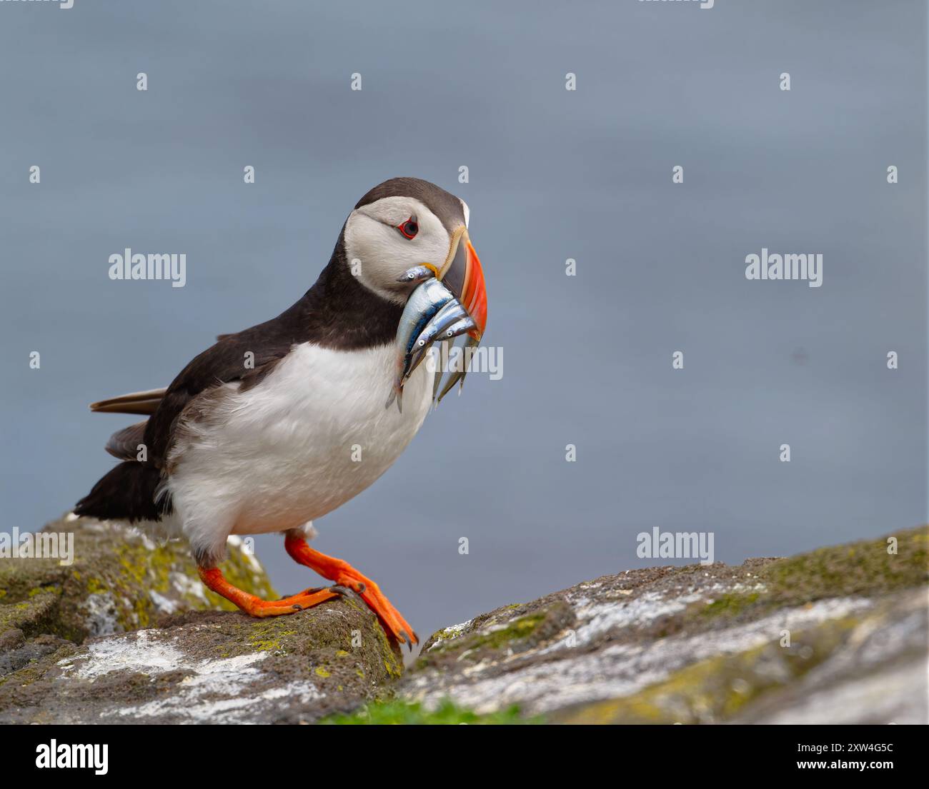 Two atlantic puffins both with sandeels hi-res stock photography and ...