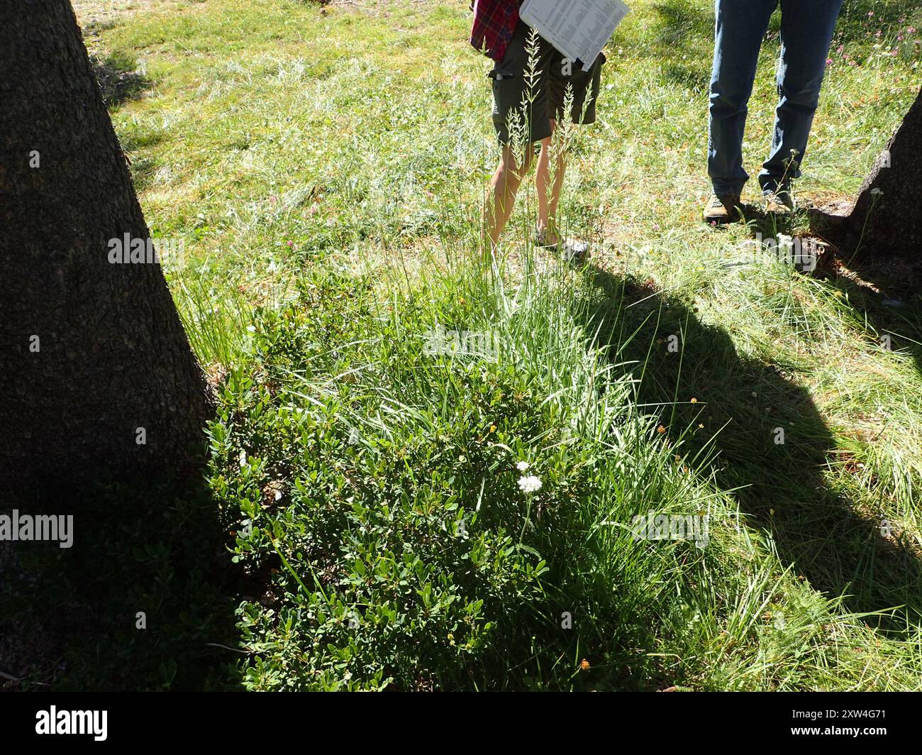 Fire Reed Grass fire reedgrass (Calamagrostis koelerioides) Plantae Stock Photo - Alamy