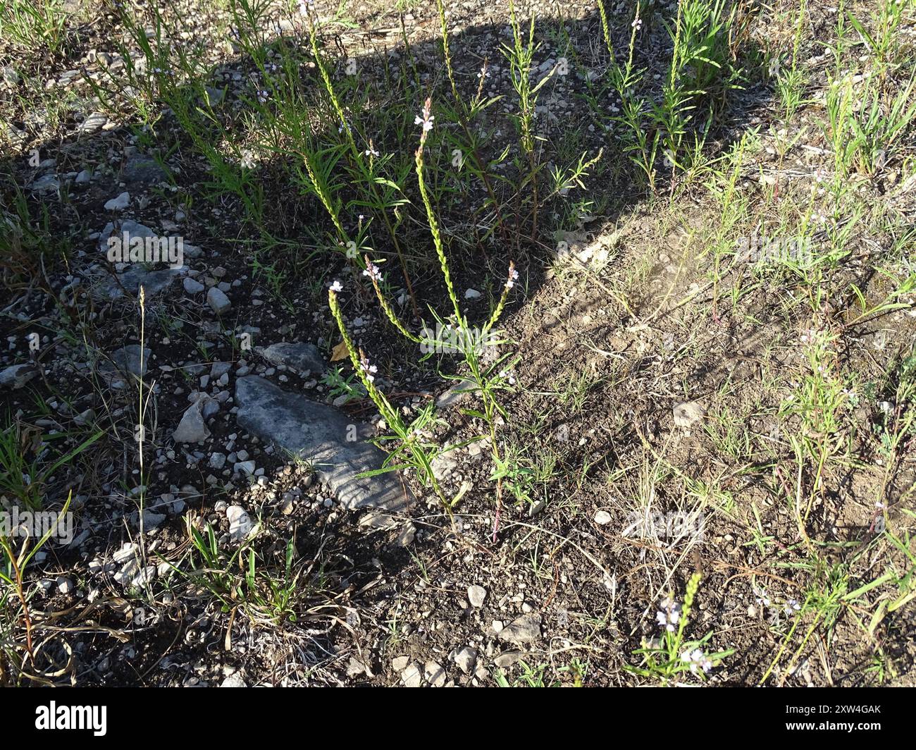 Verbena Simplex Verbena simplex hi-res stock photography and images - Alamy