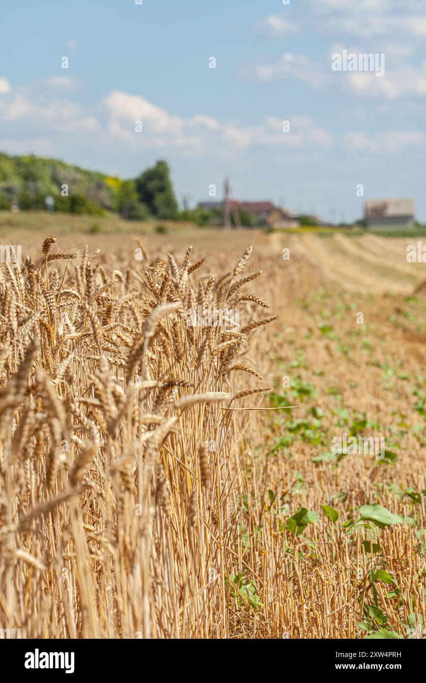 Harvest of Ripe Wheat Rye Ears under Blue Sky Background. Symbol of ...