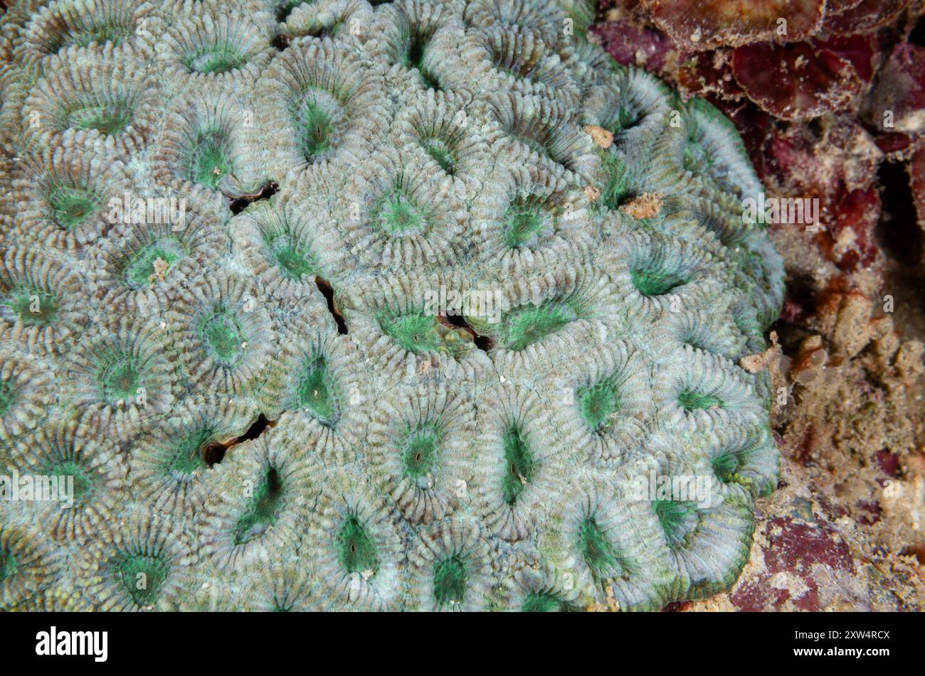 Stony coral, Astera curta, Merulinidae, Watamu Marine Nationa Park & Reserve, Kenya, Africa Stock Photo