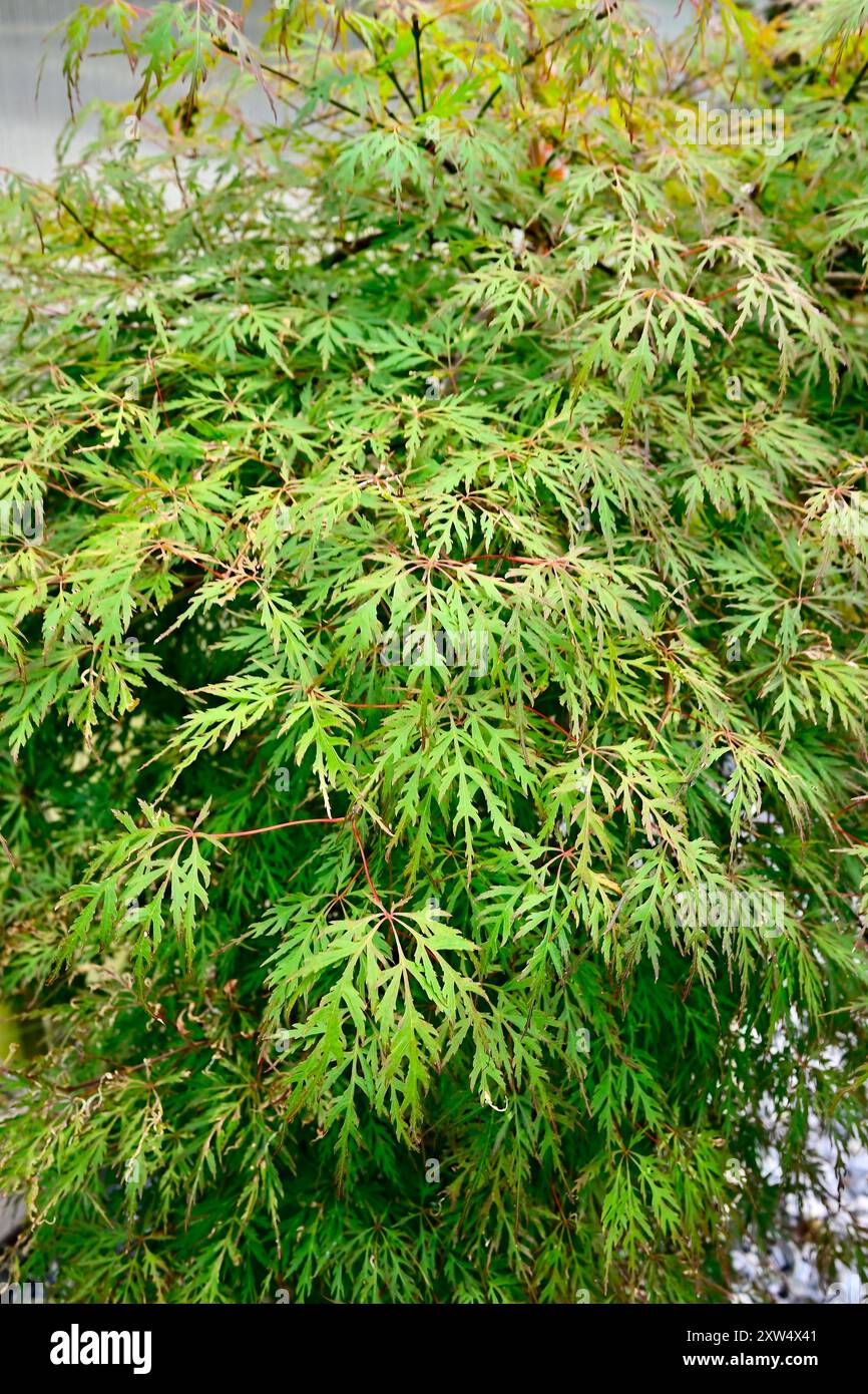 Lush green vibrant plant growth patterns hi-res stock photography and ...