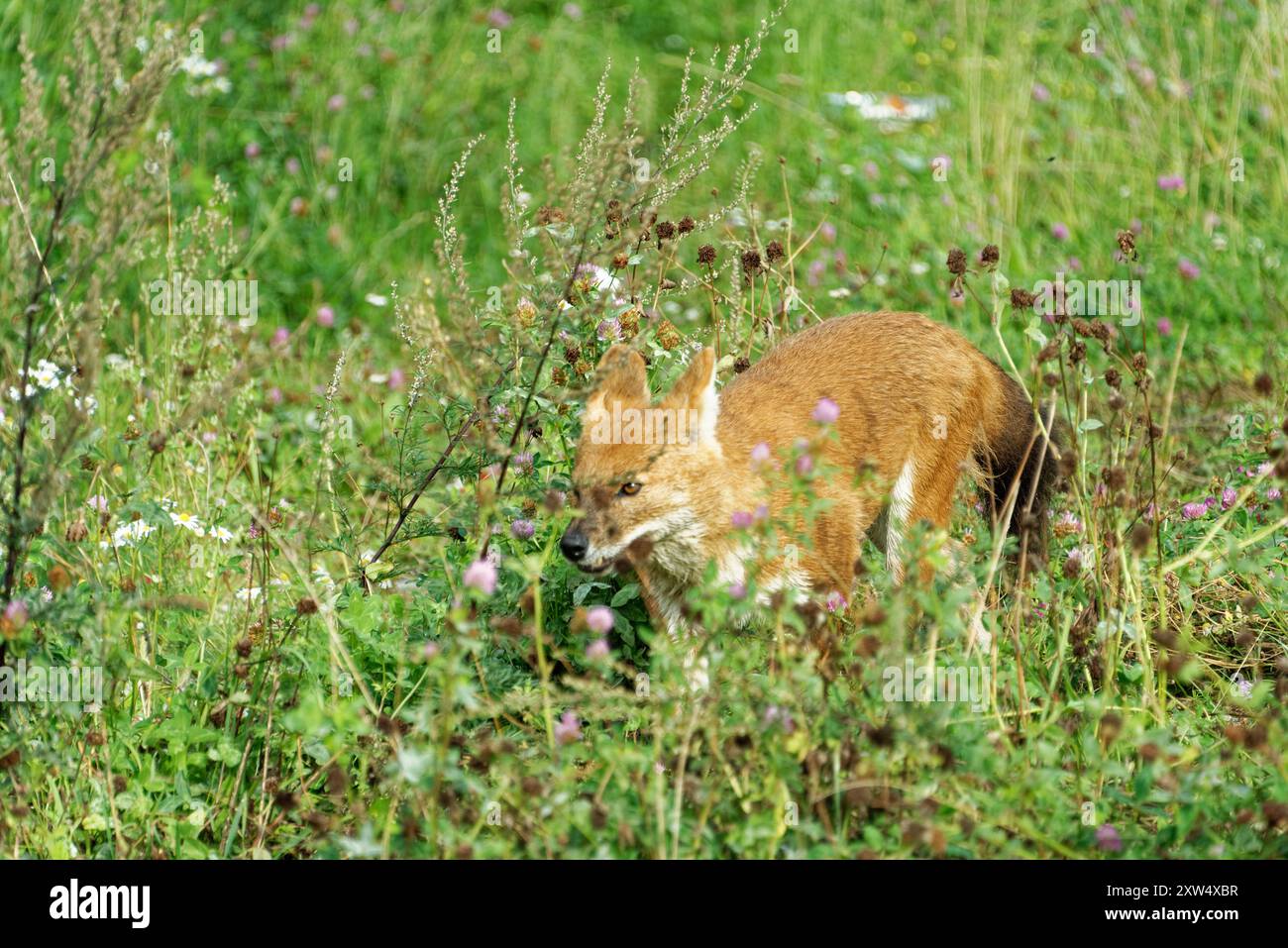 The dhole (Cuon alpinus) is a canid native to Central, South, East and ...