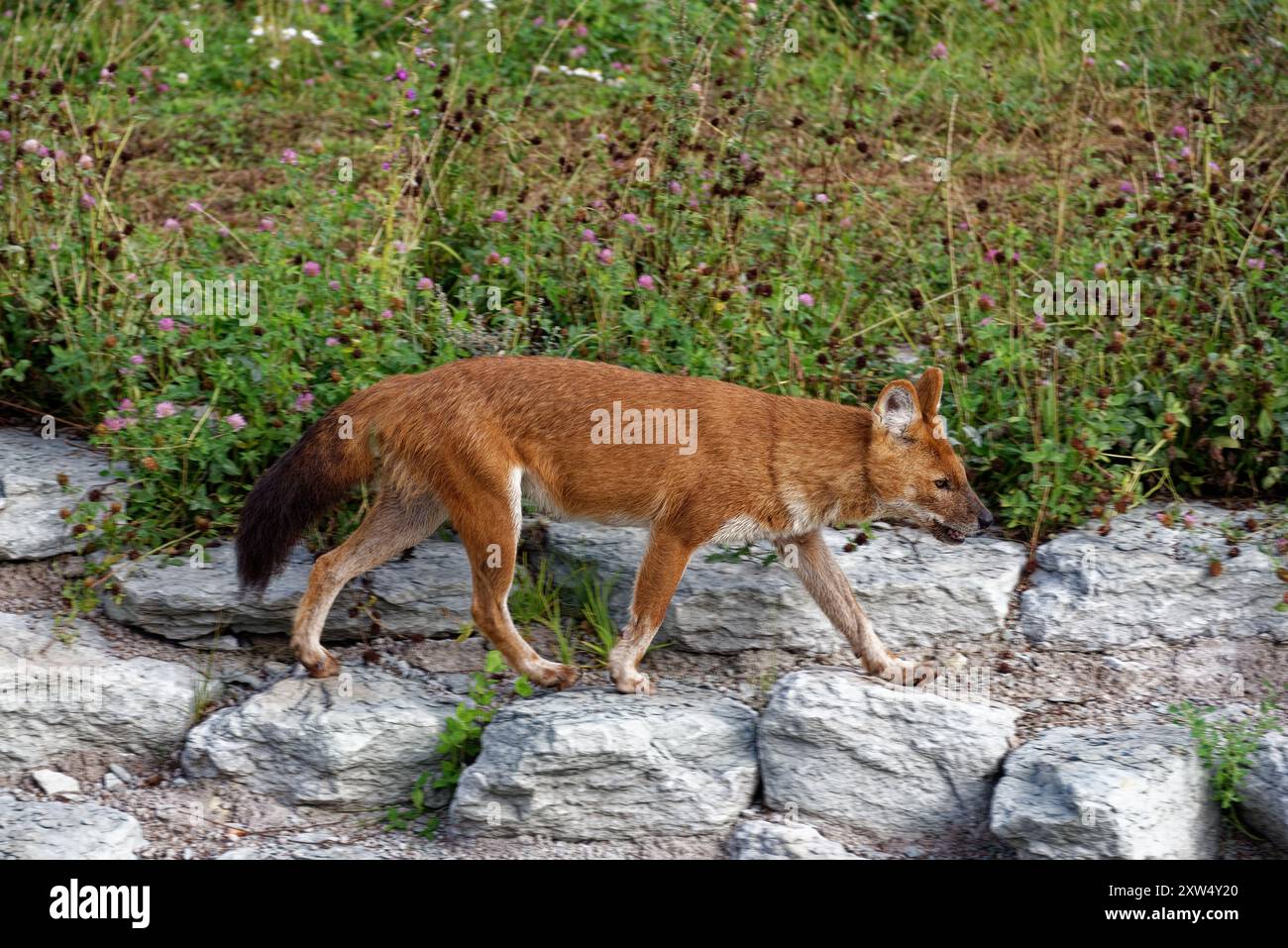 The dhole (Cuon alpinus) is a canid native to Central, South, East and ...