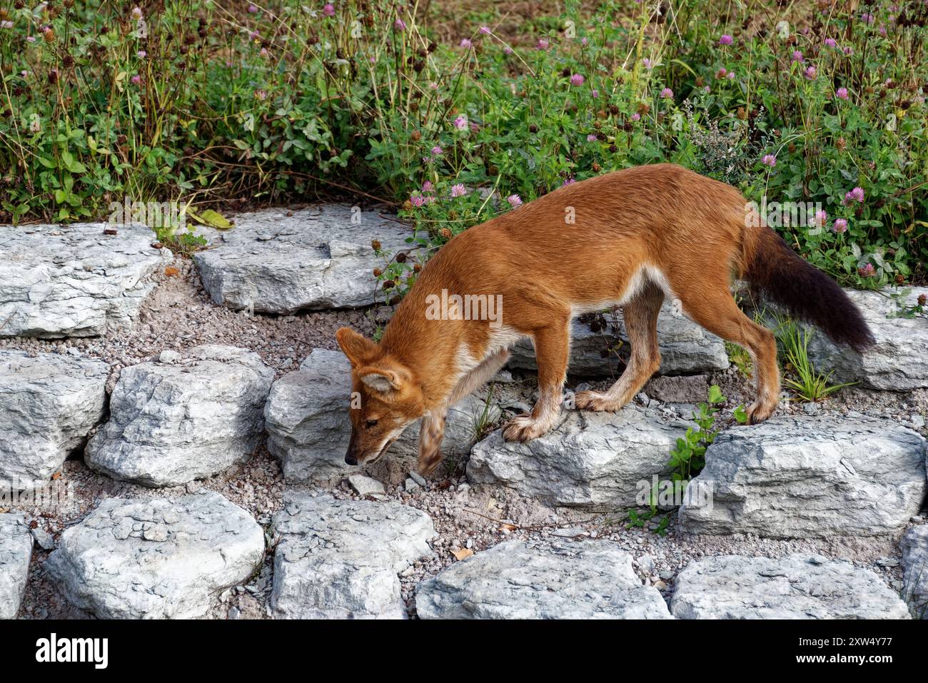 The dhole (Cuon alpinus) is a canid native to Central, South, East and ...