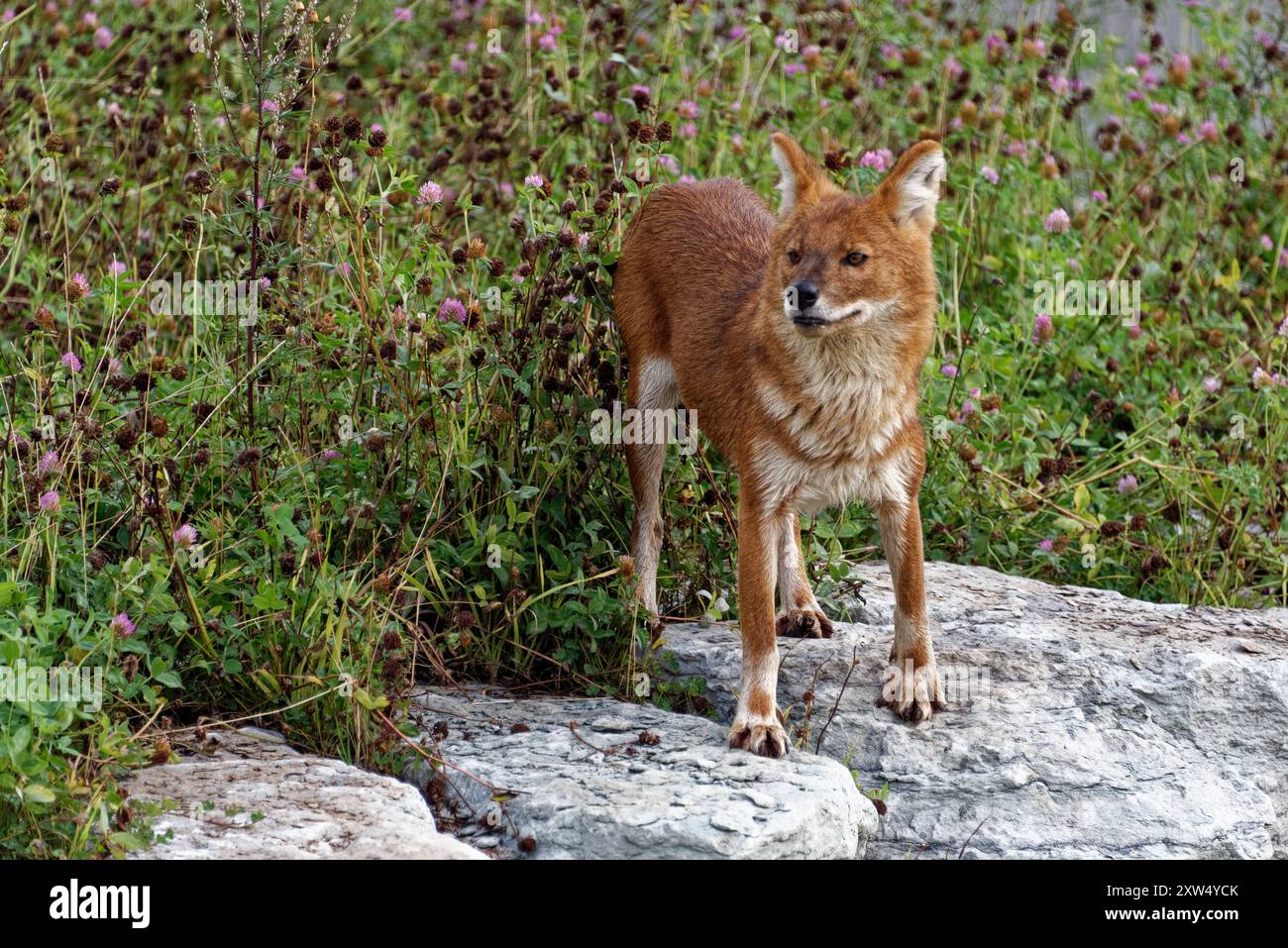 The dhole (Cuon alpinus) is a canid native to Central, South, East and ...