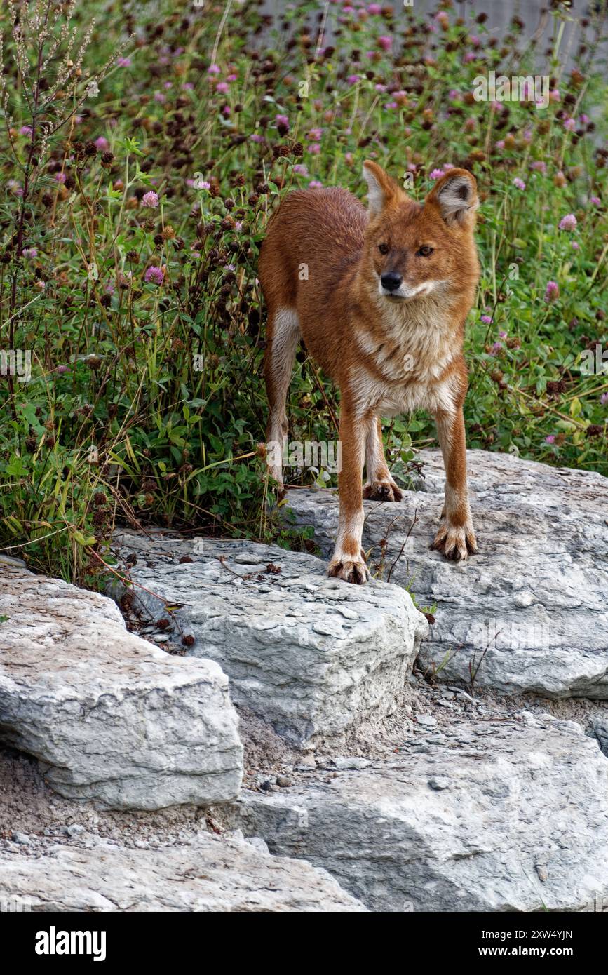 Asia canid hi-res stock photography and images - Alamy