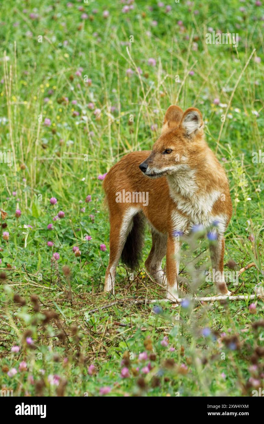 The dhole (Cuon alpinus) is a canid native to Central, South, East and ...