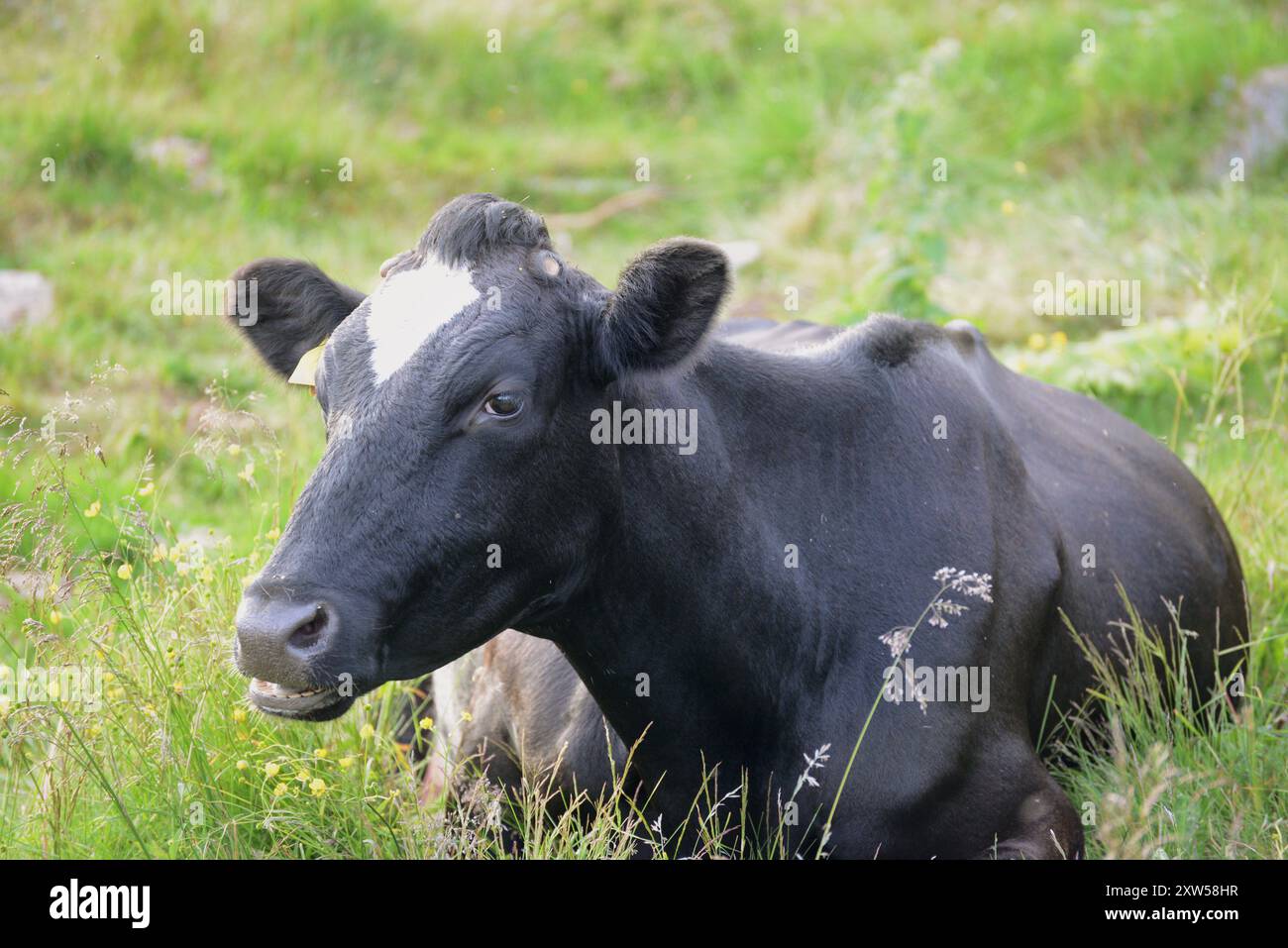 Black and white calf lying down, Norway Stock Photo - Alamy