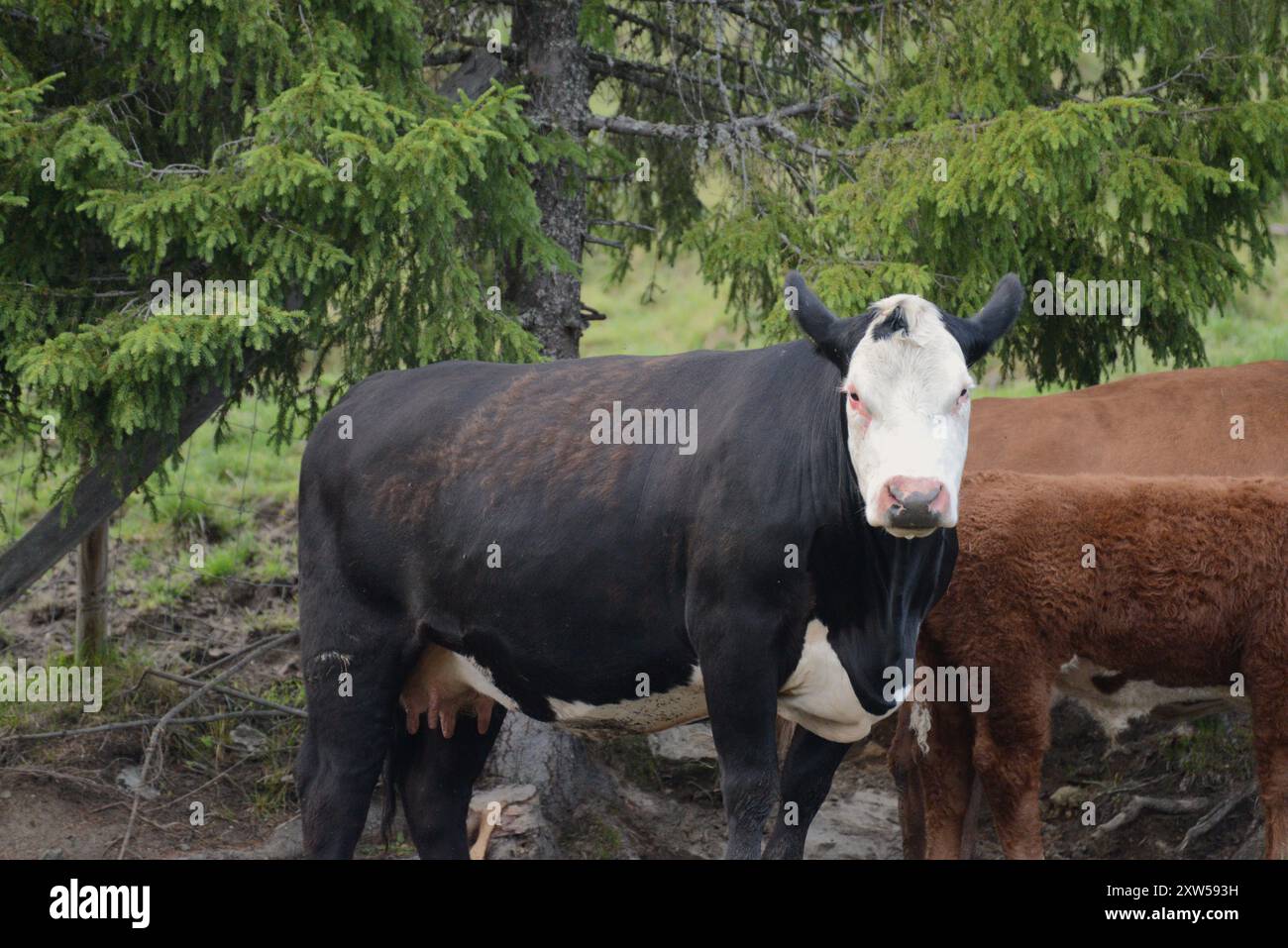 Black and white Cow, Norway Stock Photo