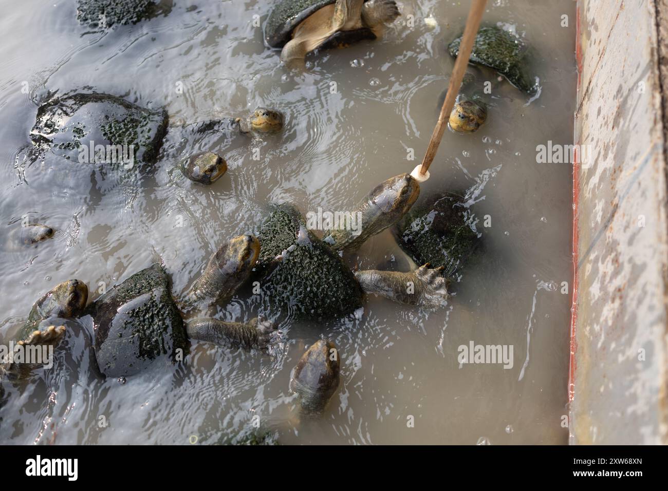 Image showcasing Feeding bananas to turtles Stock Photo - Alamy