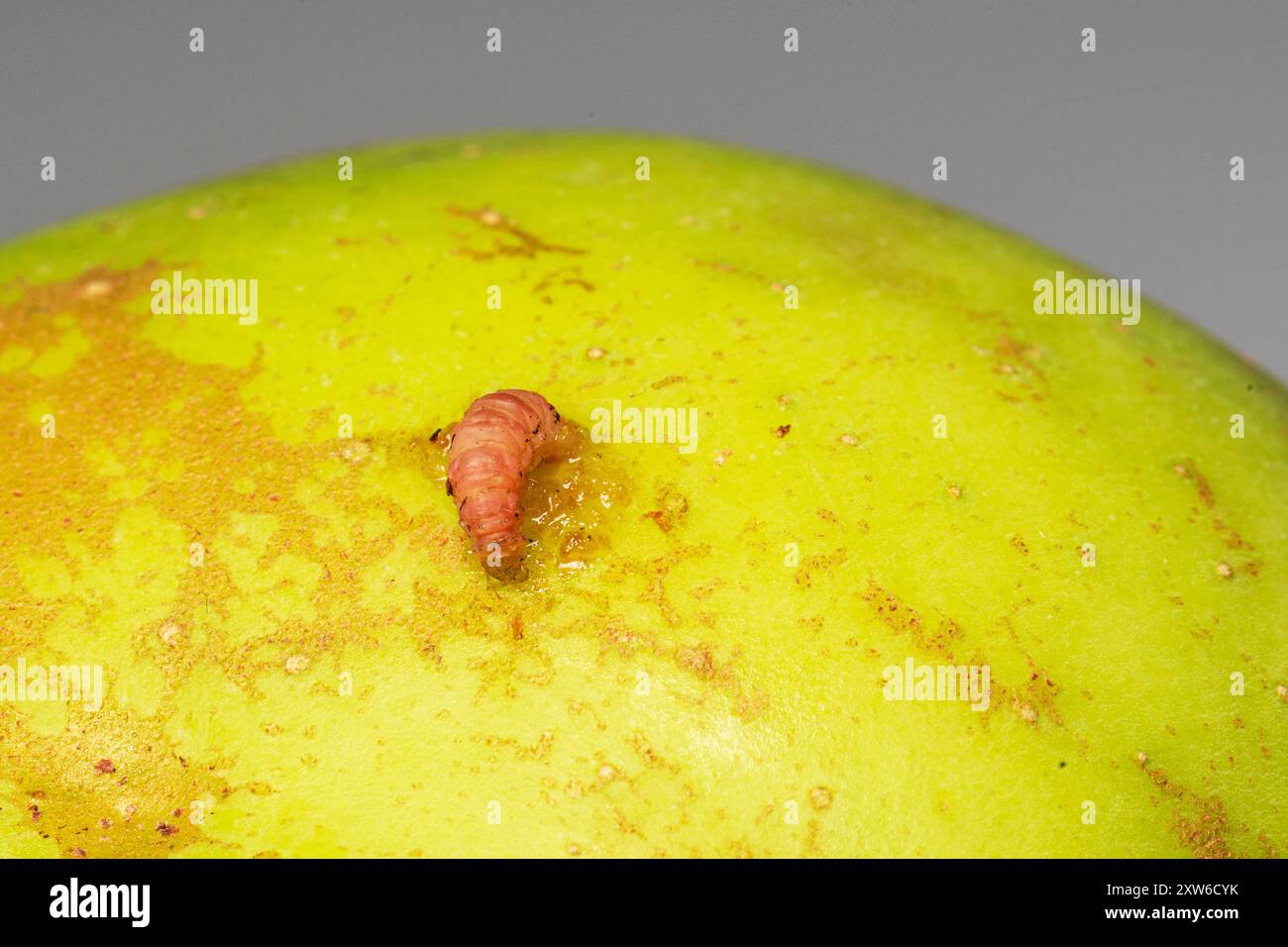 A codling moth worm emerges from an apple in a close-up shot Stock Photo