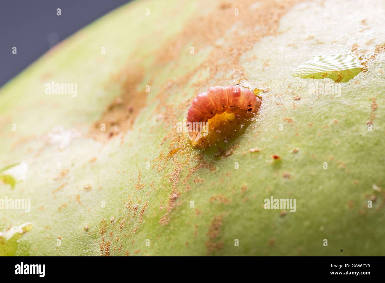 A codling moth worm emerges from an apple in a close-up shot Stock Photo