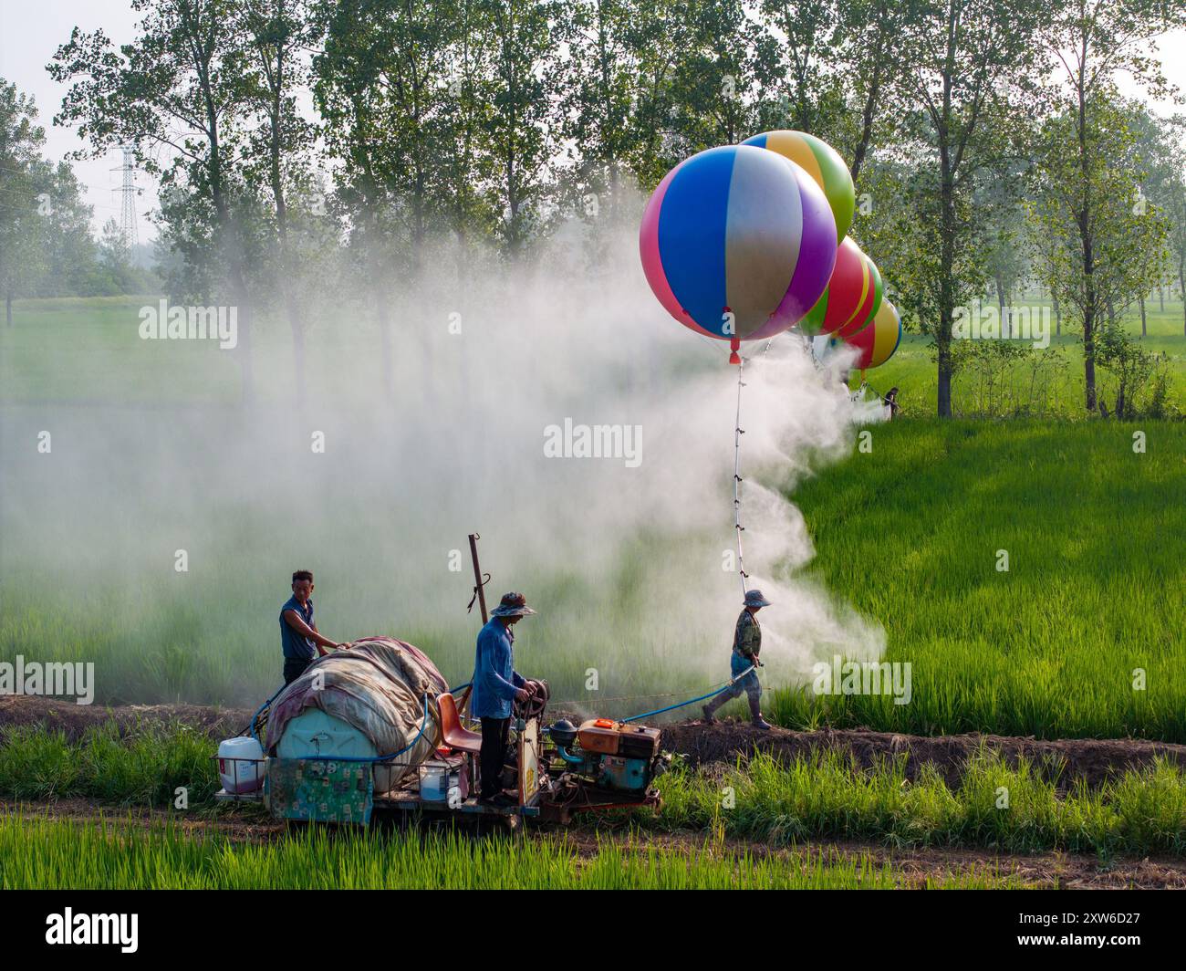 SUQIAN, CHINA - AUGUST 18, 2024 - Farmers use the buoyancy of a ...