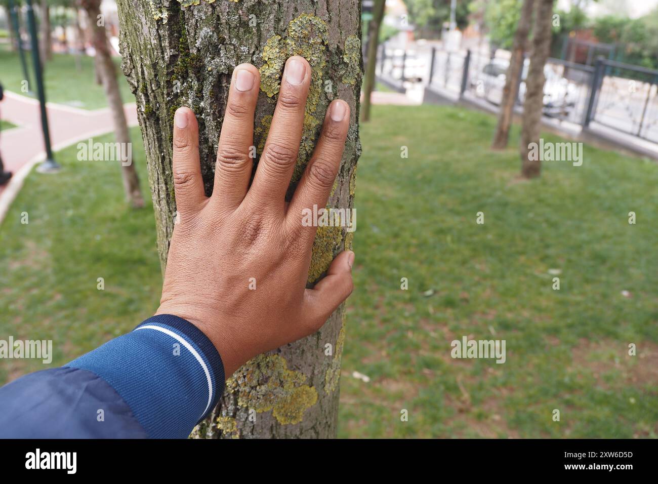 Establish a connection with nature through gently touching the bark of a tree in a peaceful park Stock Photo