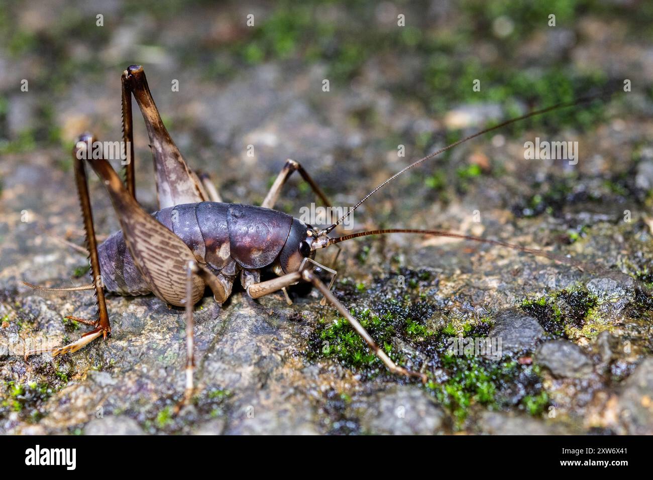 Family rhaphidophoridae hi-res stock photography and images - Alamy, image size:1300x956