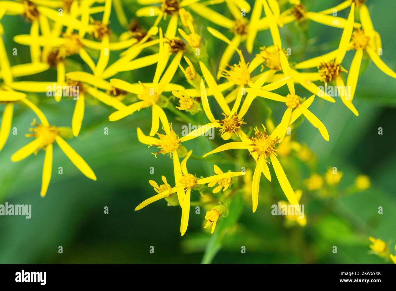 Wood Ragwort (Senecio ovatus), Also Known as Fuchs' Ragwort (Senecio ...