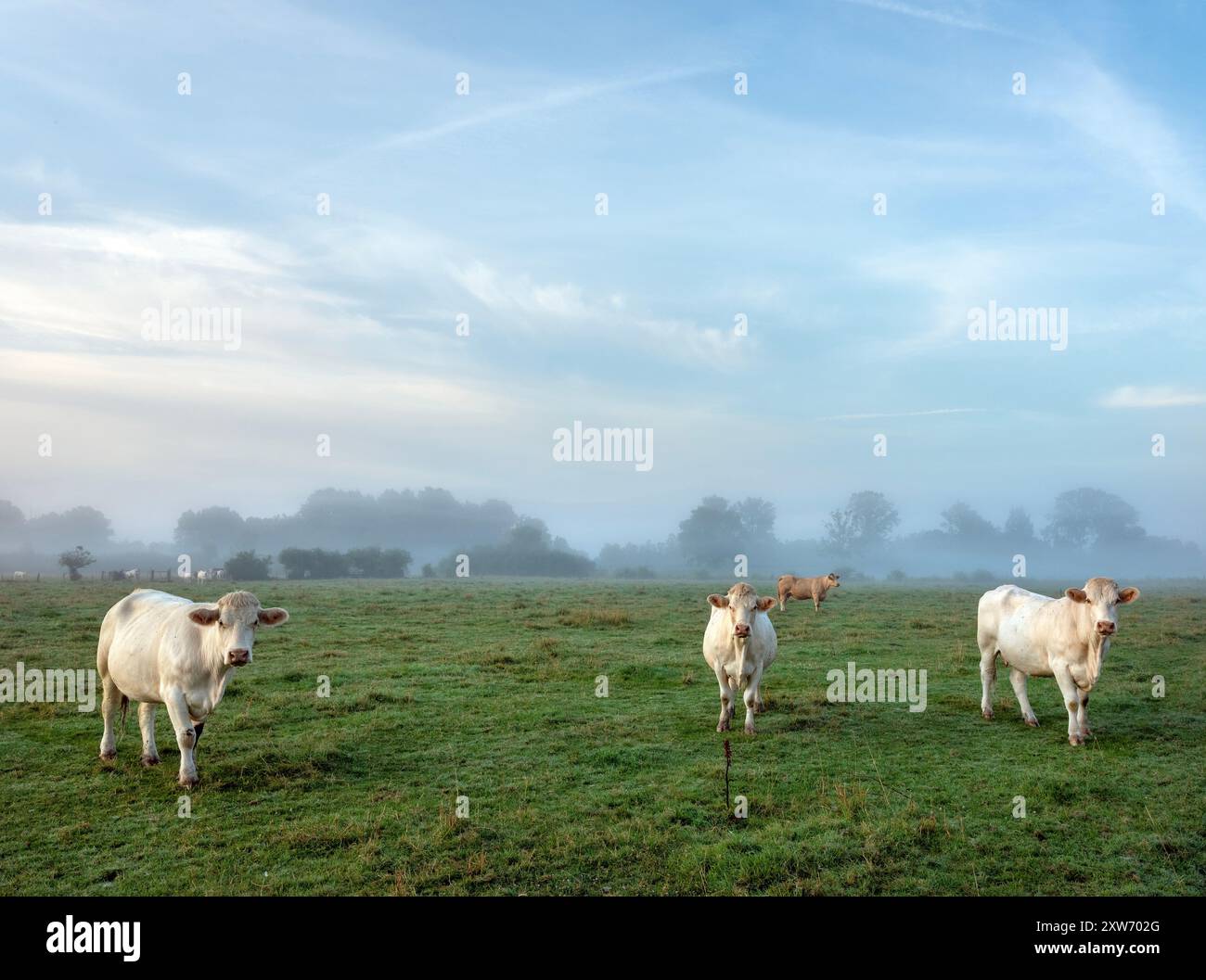 White cows during sunrise hi-res stock photography and images - Alamy