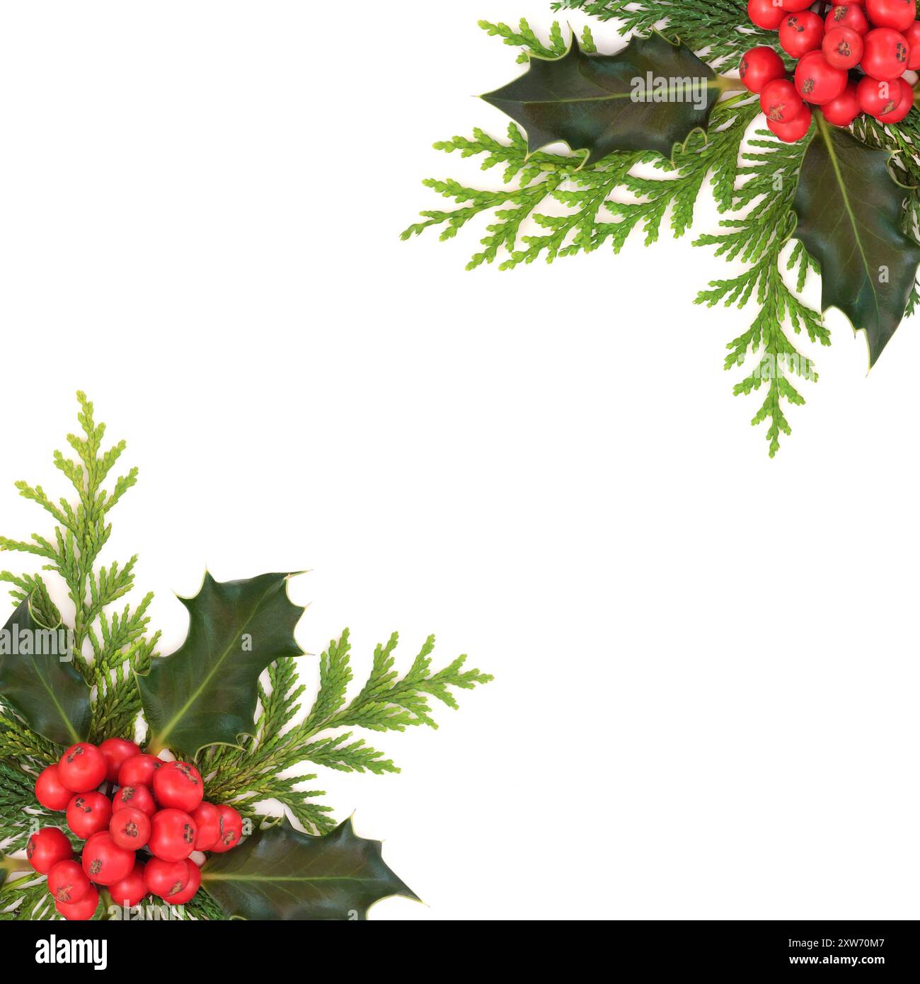 Christmas holly red berry and cedar fir background border on white ...