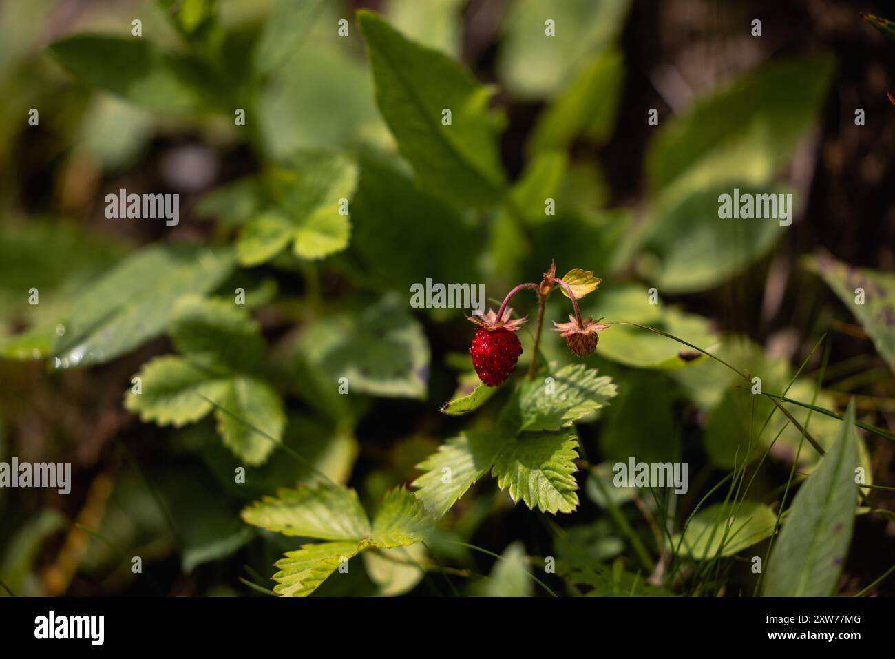 Girl strawberry plant hi-res stock photography and images - Alamy
