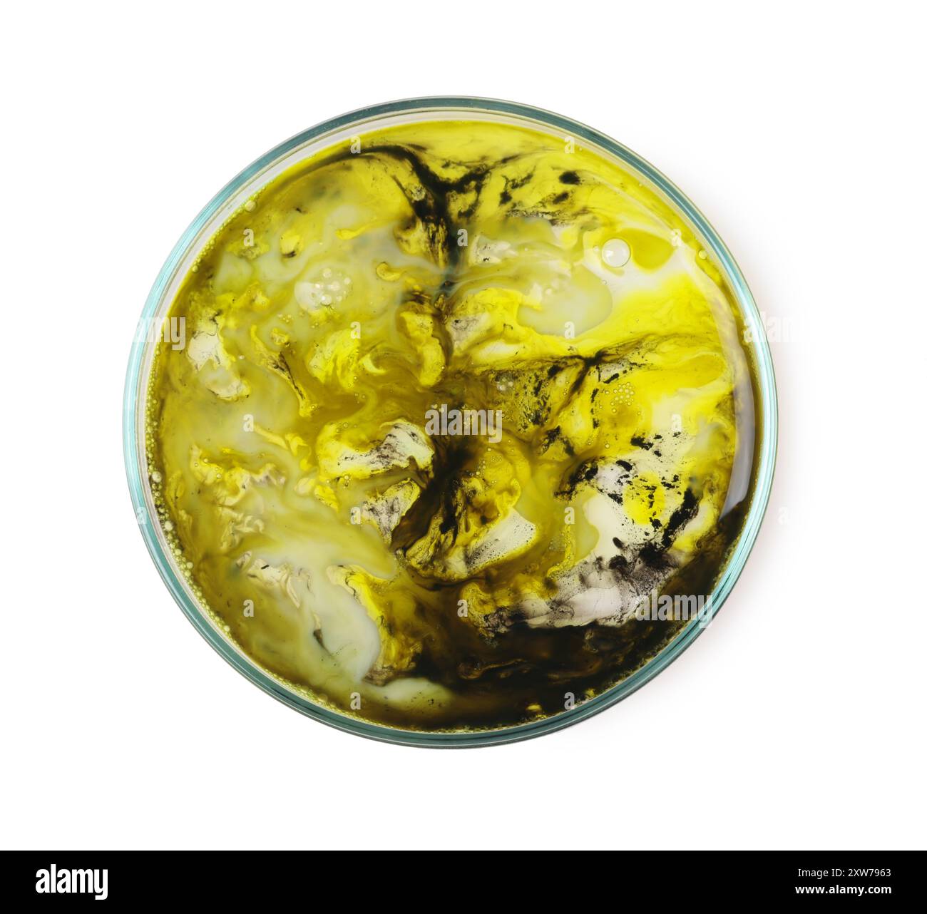 Petri dish with bacteria isolated on white, top view Stock Photo - Alamy