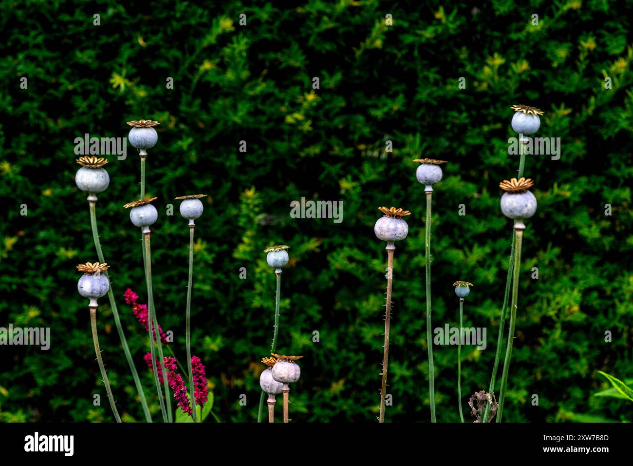 Common Poppy dried seed heads Stock Photo