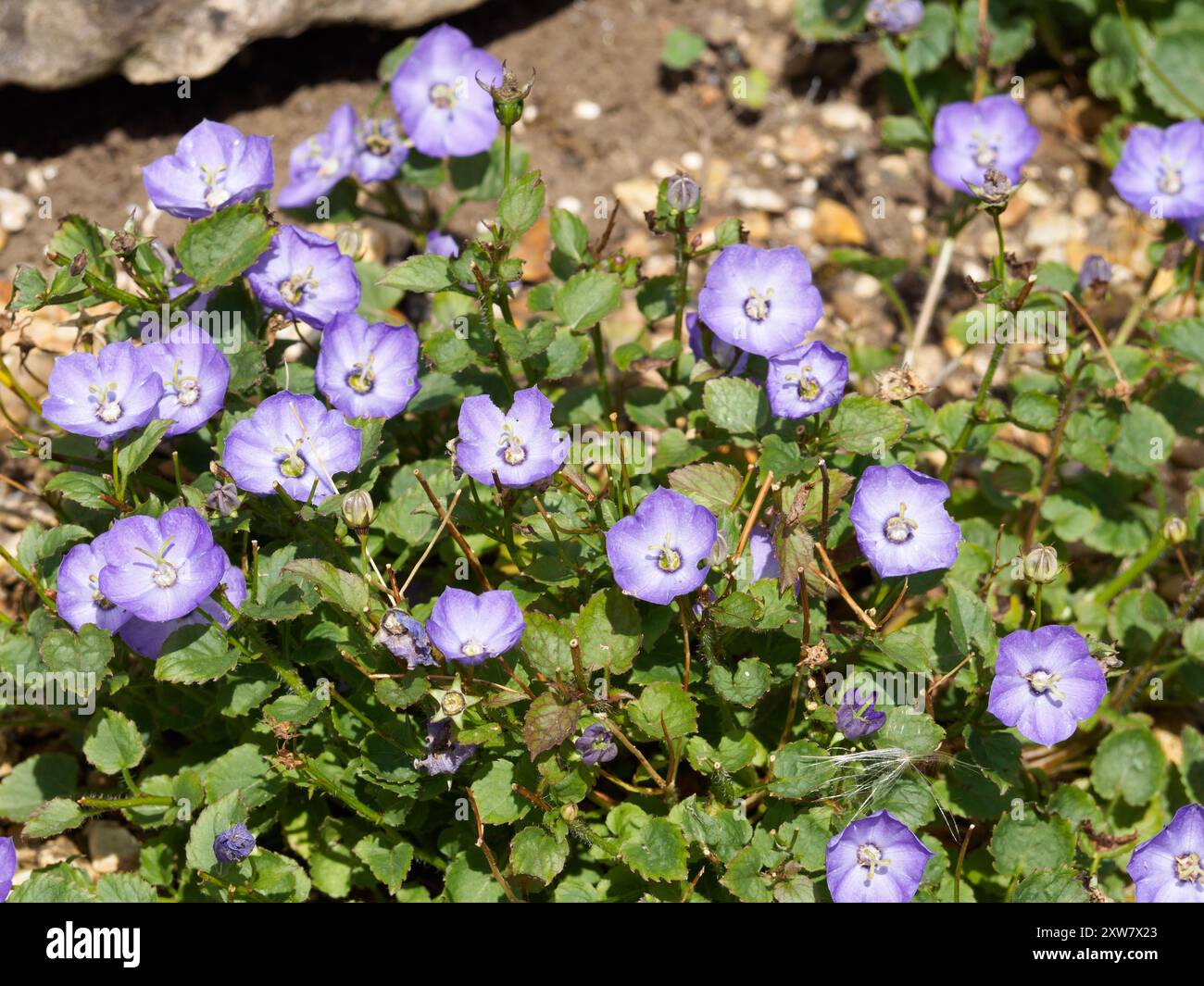 Campanula Samantha Stock Photo